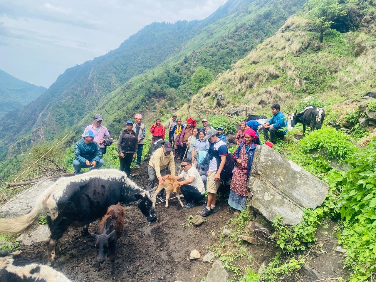 बृद्धहरुले धानेको चाैरी, याक,तेल्मा, भेडाखर्क,   ः संरक्षणमा स्थानीयलाई जगाउँदै डिभिजन बन कार्यालय
