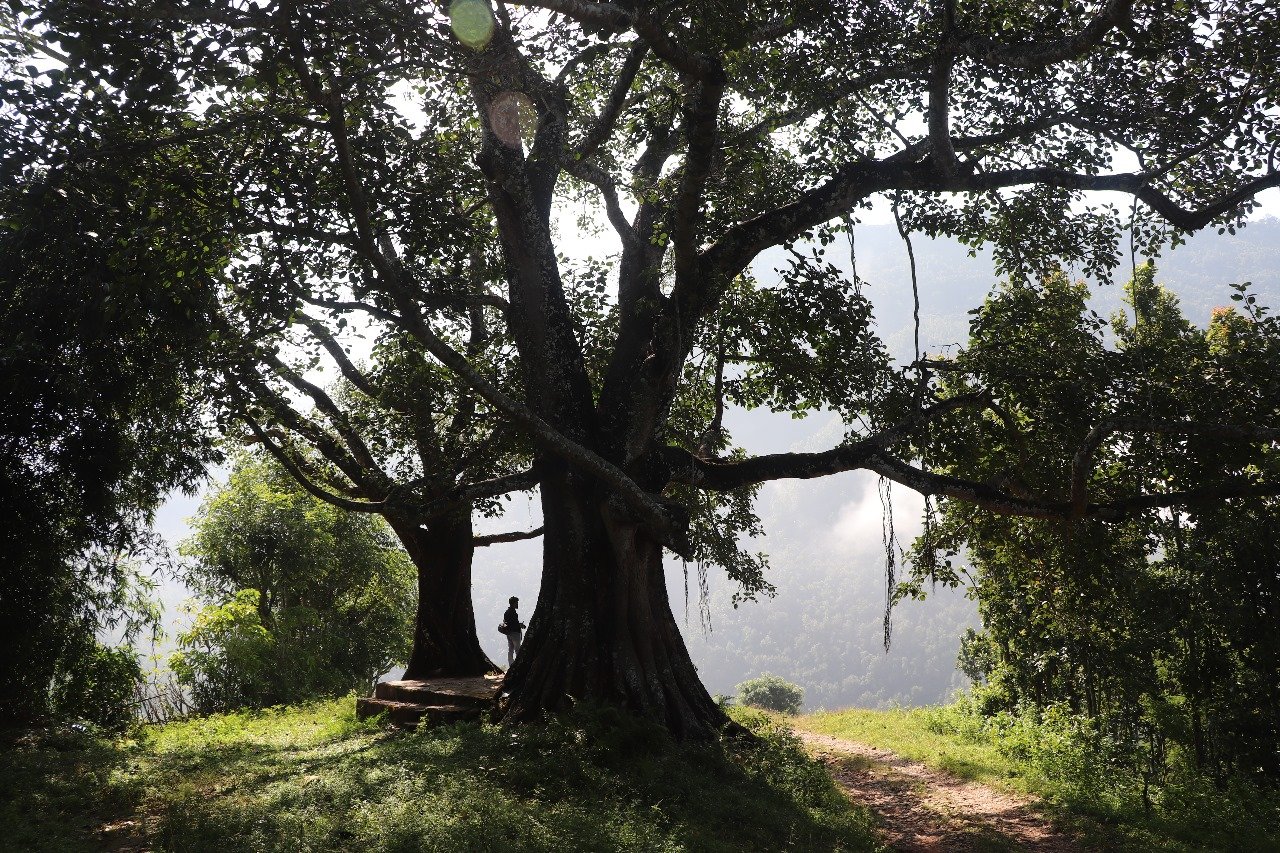 धादिङको सल्यानटार “समी” बाहुल्य क्षेत्र’ पहिचान