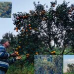 गाउँमै सुन फलाउने बद्रीदाई : गुलिया सुन्तला र जुनार अनि विषादीरहित तरकारी