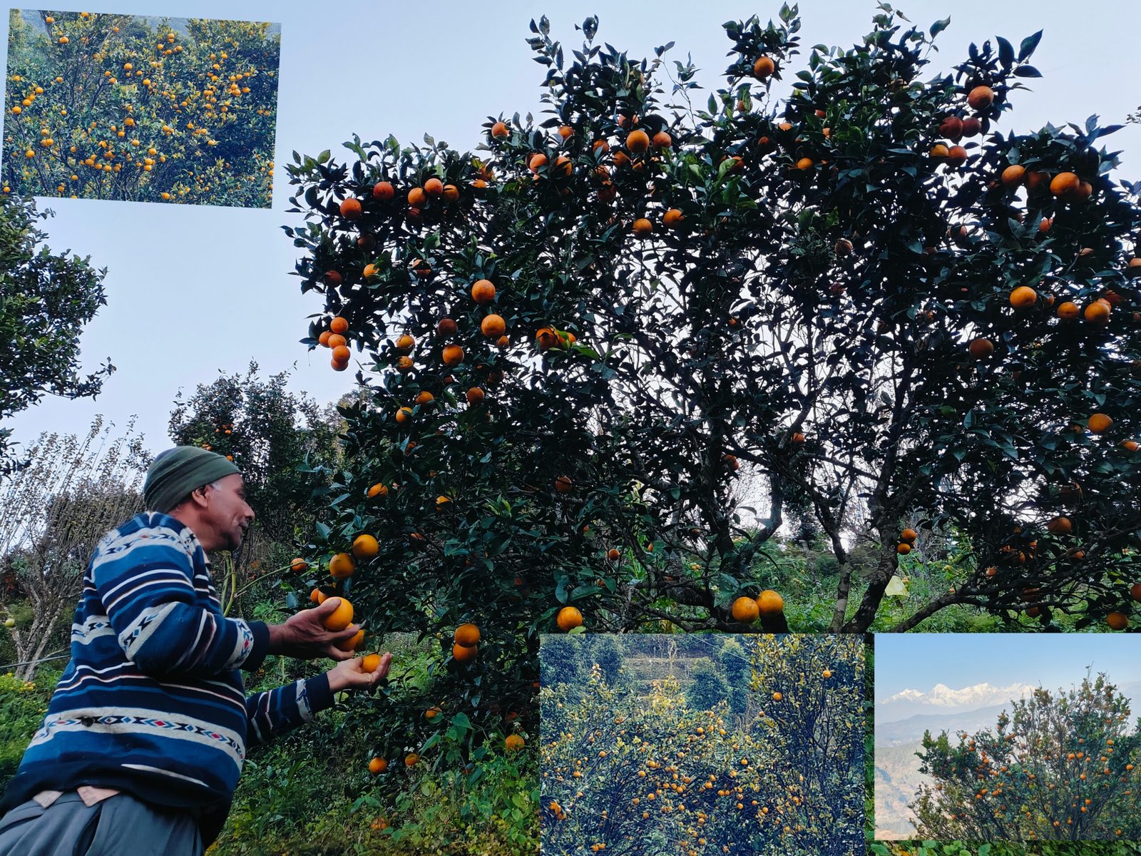 गाउँमै सुन फलाउने बद्रीदाई : गुलिया सुन्तला र जुनार अनि विषादीरहित तरकारी