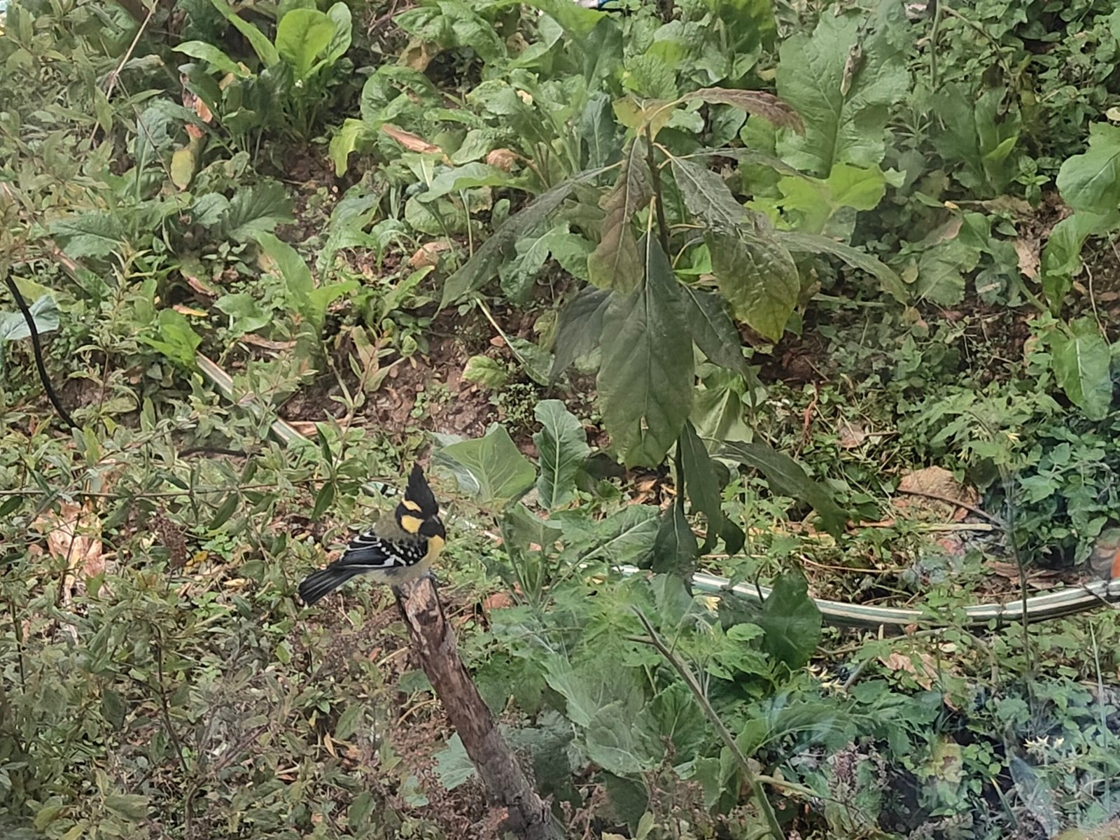 किसानकाे साथी “कालो टाउके बुलबुल”  आहारा नष्ट हुँदा हराउँदै