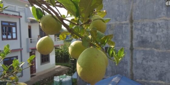 सिद्धलेकमा सुन कागती भनेर बिमिरो वितरण:  तीन वर्षको मेहनत खेर गएपछि किसानद्वारा क्षतिपूर्ति माग