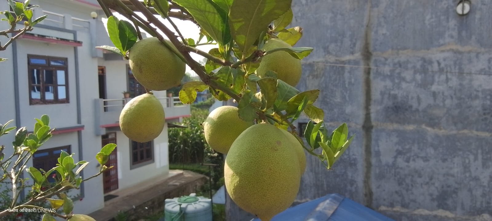 सिद्धलेकमा सुन कागती भनेर बिमिरो वितरण:  तीन वर्षको मेहनत खेर गएपछि किसानद्वारा क्षतिपूर्ति माग