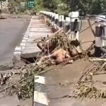 धादिङमा १६ शव फेला, दुई मानव अङ्ग बरामद